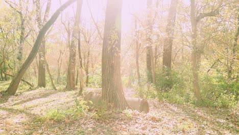 Bright-sunny-forest-during-sunrise-or-sunset-while-the-sun-shines-through-the-trees-during-the-autumn-or-fall-season