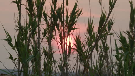 puesta de sol a través de las cañas