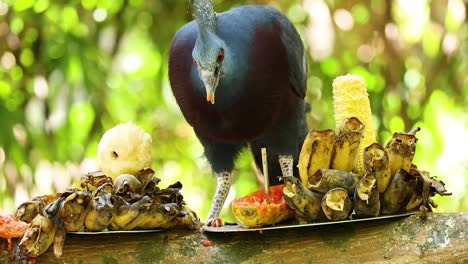 crowned pigeon eating fruits and corn