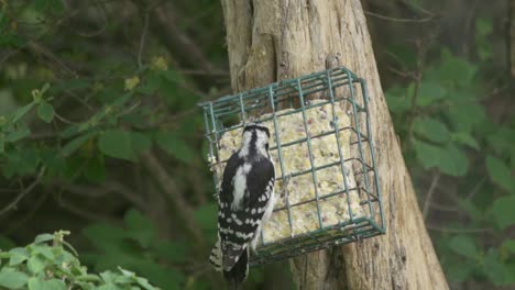 toma en cámara lenta de un pájaro carpintero peludo alimentándose de sebo