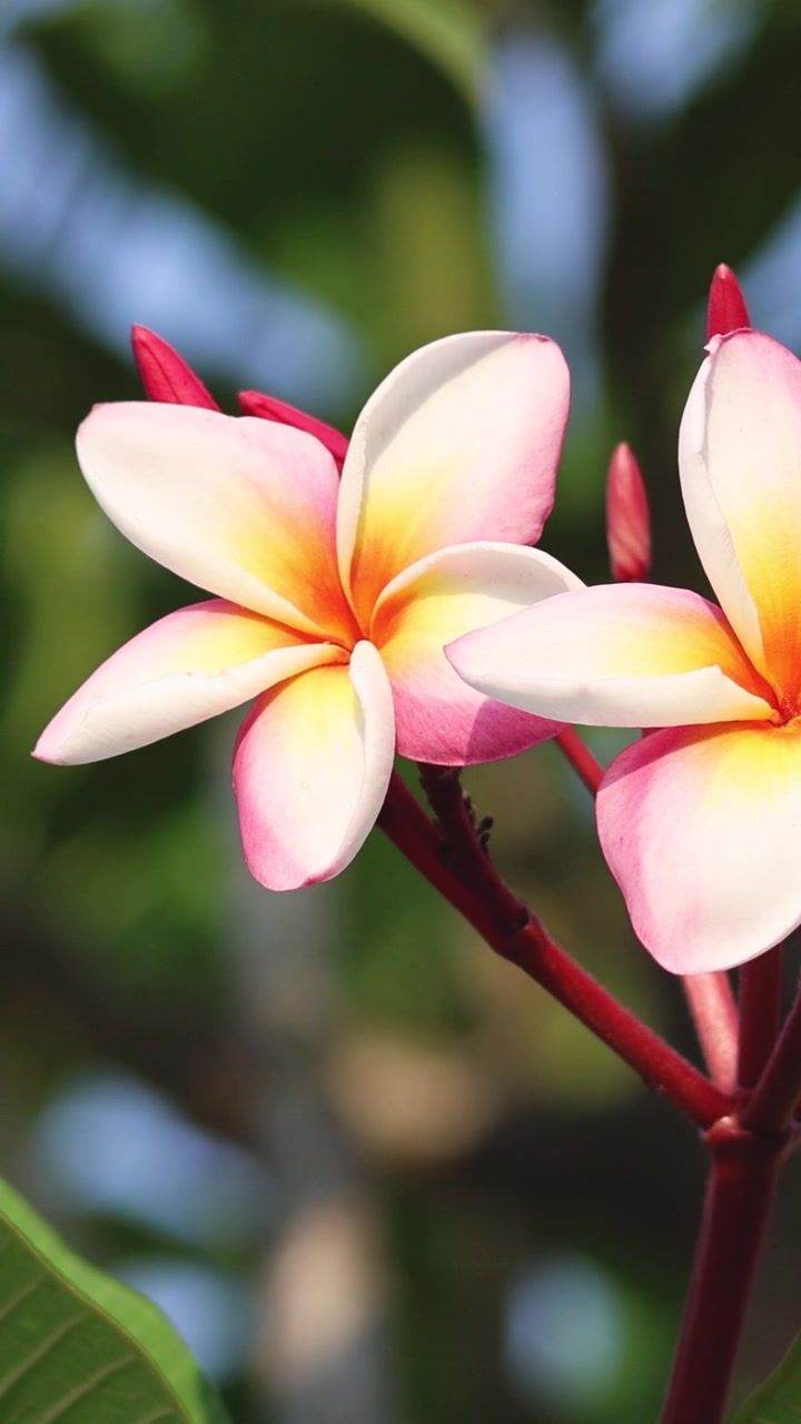 Time-lapse di fiori di plumeria che si aprono