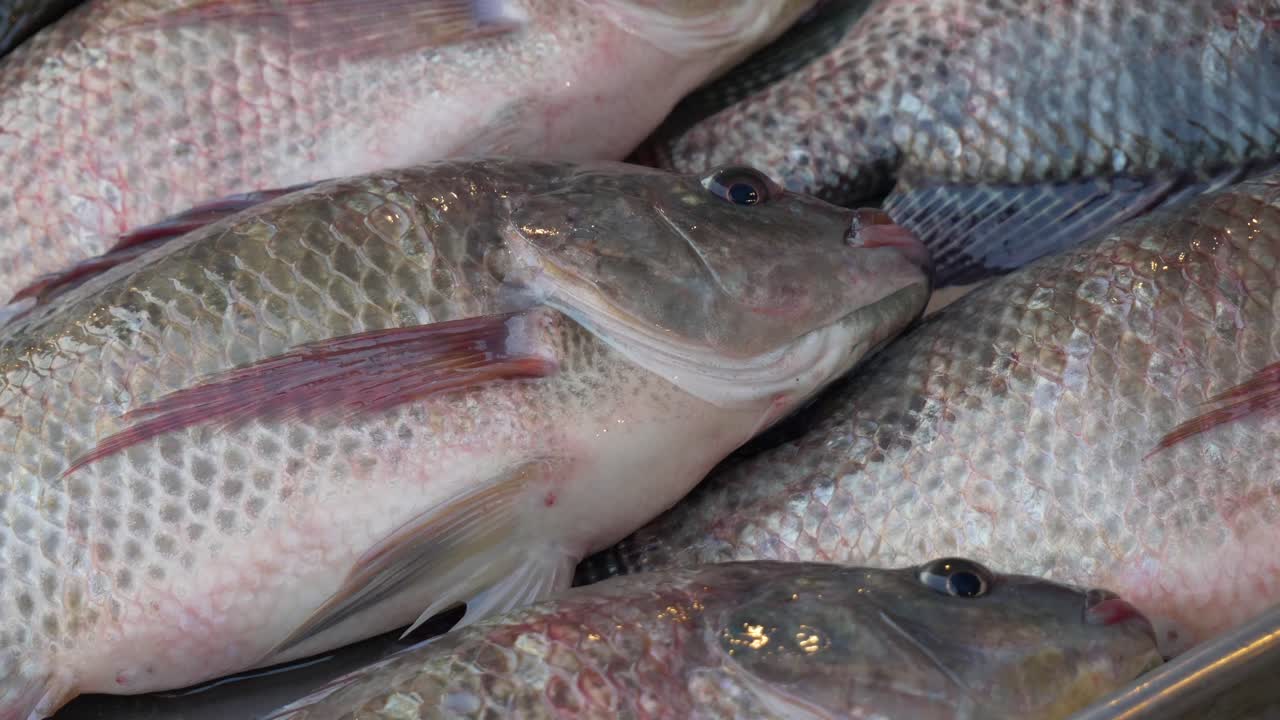 tilapia cruda viva fresca lista en el mostrador para la venta en el mercado de pescado de tailandia