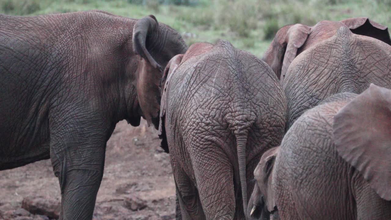 동아프리카의 케냐에 있는 아베르다레 국립공원의 야생에서 떠돌아다니는 아프리카 부시 코끼리 집단.