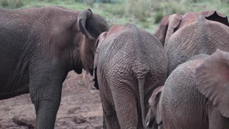 Group-Of-An-African-Bush-Elephants-Roaming-In-The-Wild-Of-Aberdare-National-Park,-Kenya,-East-Africa