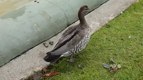 A duck walking near a fountain in Melbourne