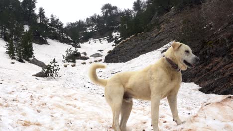 牧羊犬等著羊從雪山上下來