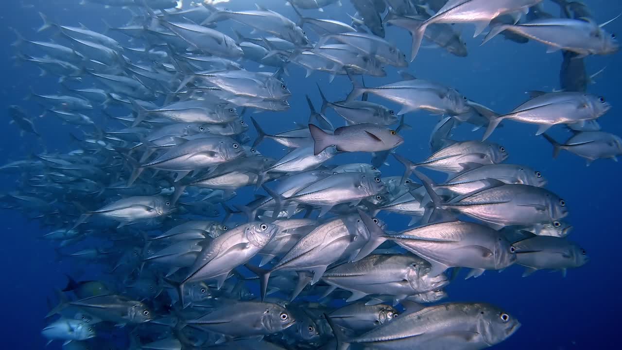 A school of Jackfish shining like silver, slowly swimming away from the camera