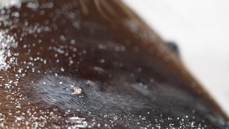 Close-Up-View-Of-Young-Sea-Lion-Suckling-Milk-From-Mother-On-Playa-Punta-Beach-At-San-Cristobal-Island-In-The-Galapagos