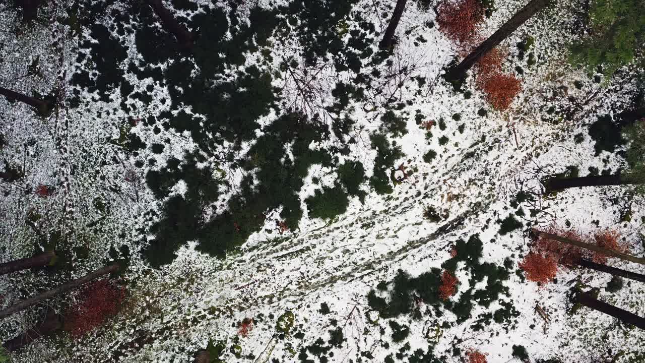 녹색 겨울 숲의 작은 구멍 한가운데에 있는 눈 덮인 시골 도로의 공중 촬영, 헬릭스에서 카메라 위로 올라가 침엽수 나무를 드러내기 위해 하향식 촬영