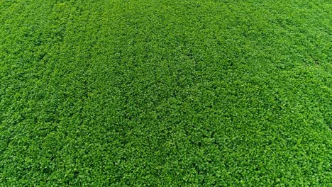 Green-Herb-as-Background-Aerial-View