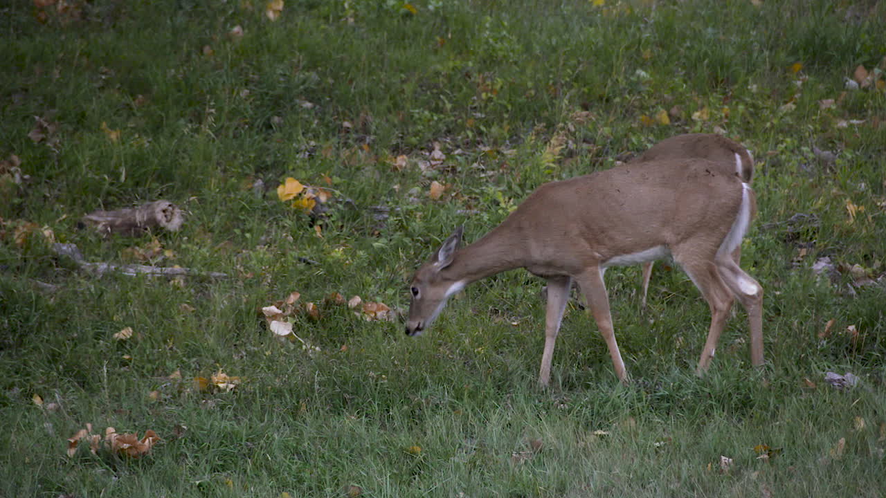 dos colas blancas jóvenes lo hacen a primera hora de la luz