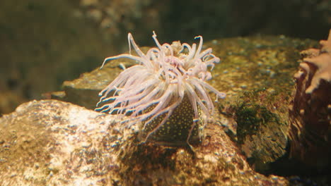 Ansicht-Der-Seeanemone-Im-Sendai-Umino-Mori-Aquarium-In-Japan---Nahaufnahme