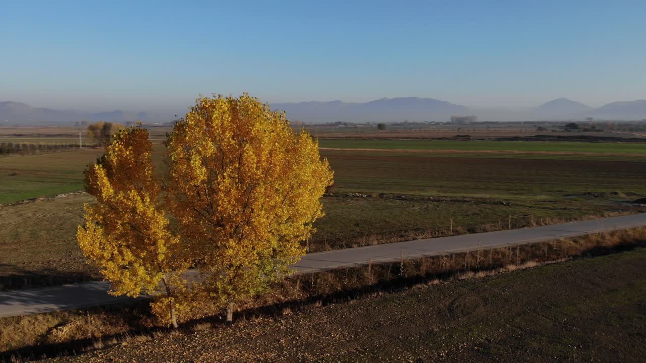 colorida mañana de otoño sobre un hermoso campo con parcelas plantadas y árboles amarillos