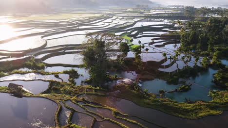 el sol brillante brillando sobre los campos de arroz y las cascadas de weekacura en sumba, indonesia