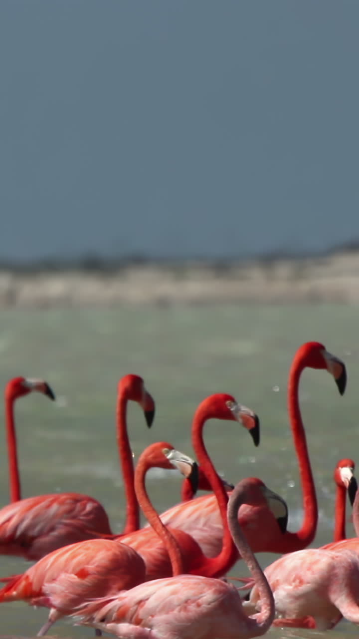 핑크 플라밍고 멕시코 야생 조류