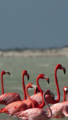 Flamenco-Rosado-México-Vida-Silvestre-Aves