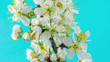 las flores de primavera. las flores de ciruela en una rama de ciruelas florecen sobre un fondo azul. video de lapso de tiempo 4k.