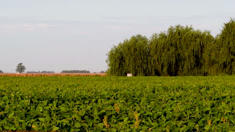 an agricultural field of soybean in firmat santa fe, argentina on a sunny day with lush green grove on the side -wide shot