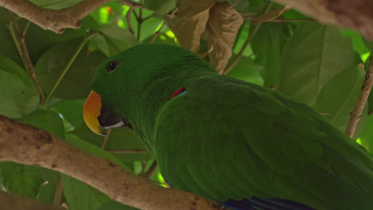 primer plano de un loro eclectus con plumaje verde