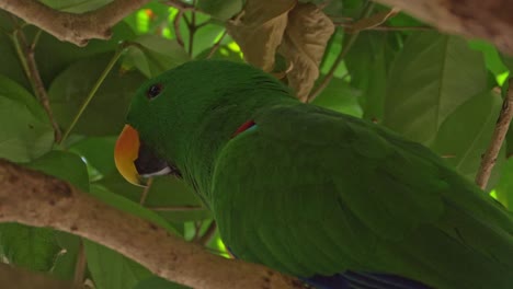 primer plano de un loro eclectus con plumaje verde