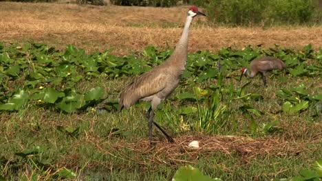 A-sandhill-crane-walks-through-fields