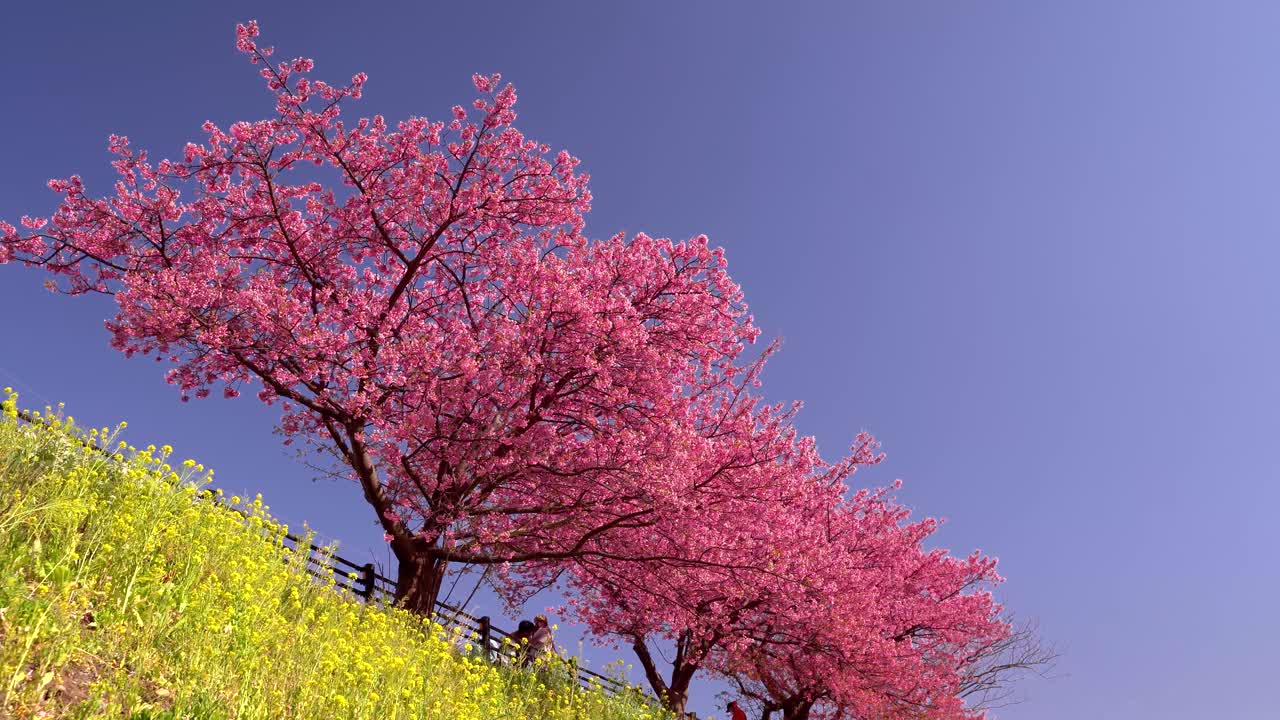 impresionantes y vibrantes flores de cerezo rosa y flores de colza contra el cielo azul