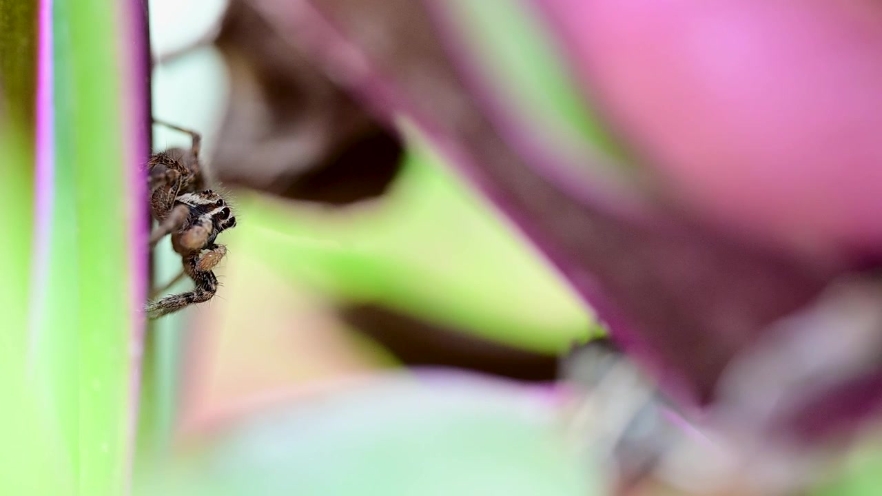 Pantropical jumping spider resting peacefully on vibrant purple leaf plant in natural garden habitat