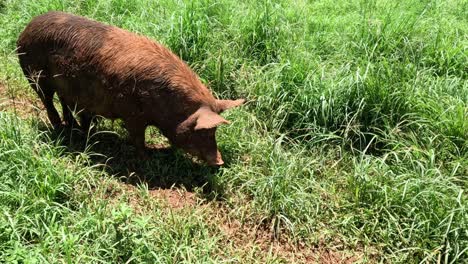 a pig searches for food in grassy area