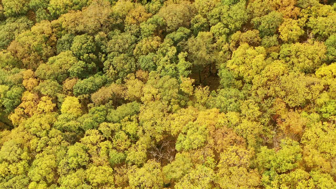 Aerial Autumn colours in temperate oak rainforest, Ariundle, Highlands, Scotland