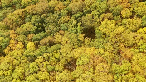 colores aéreos de otoño en la selva templada de robles, ariundle, highlands, escocia