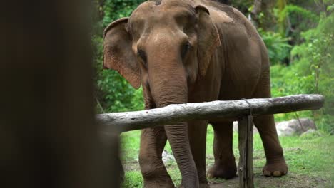 big elephant walking through rocky meadow in the jungle of an animal sanctuary chiang mai thailand slow motion reveal