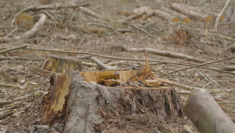 troncos de árboles y troncos dispersos en los bosques, después de la tala, alejarse