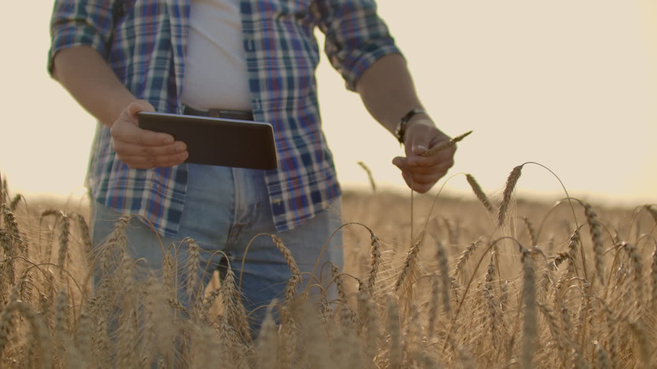 молодой фермер с планшетом в шляпе на поле ржи касается зерна и смотрит на побеги и нажимает пальцами на экран компьютера
