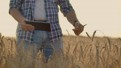 Un-Joven-Granjero-Con-Una-Tableta-Con-Sombrero-En-Un-Campo-De-Centeno-Toca-El-Grano,-Mira-Los-Brotes-Y-Presiona-Los-Dedos-En-La-Pantalla-De-La-Computadora