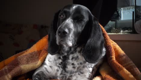 the spaniel lies on a couch under a rug