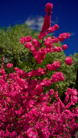 las flores rosas en primavera