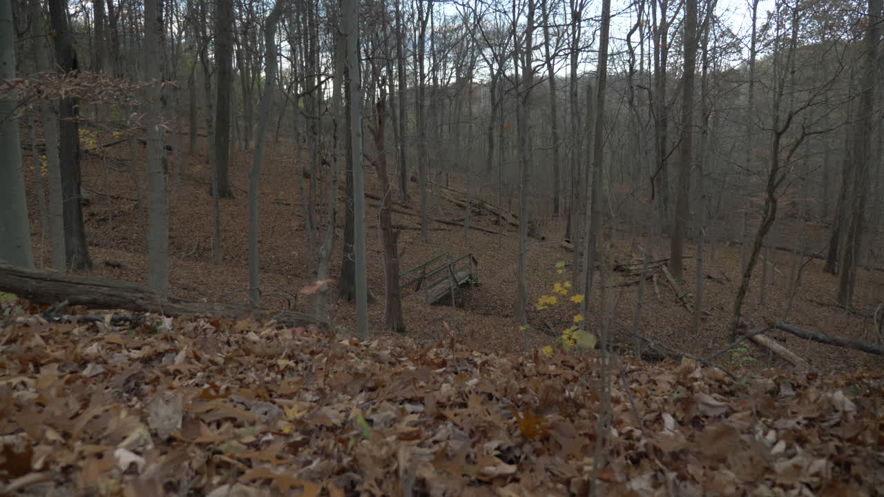a bridge on a walking trail in the woods, in the fall, wide shot