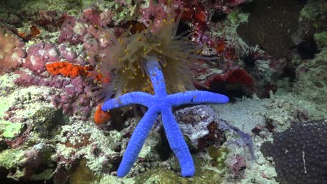 orange sea anemone feeding on blue starfish on coral reef wide angle shot