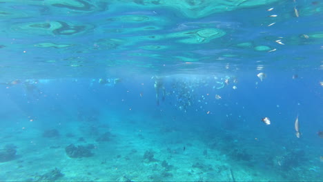 snorkeling in blue sea with a school of fishes | tourists enjoying snorkeling experience in deep blue sea with lots of small fishes around | lots of small fishes swimming near a people snorkeling