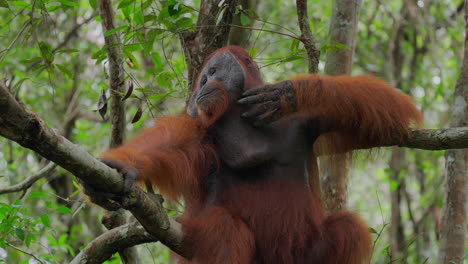 orangutan in a tree