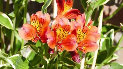 Alstromeria-Bunt-In-Einem-Englischen-Landgarten