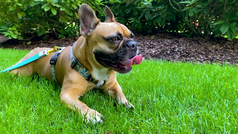 Französische-Bulldogge-Zur-Festlegung-Auf-Gras-Im-Garten---Nahaufnahme