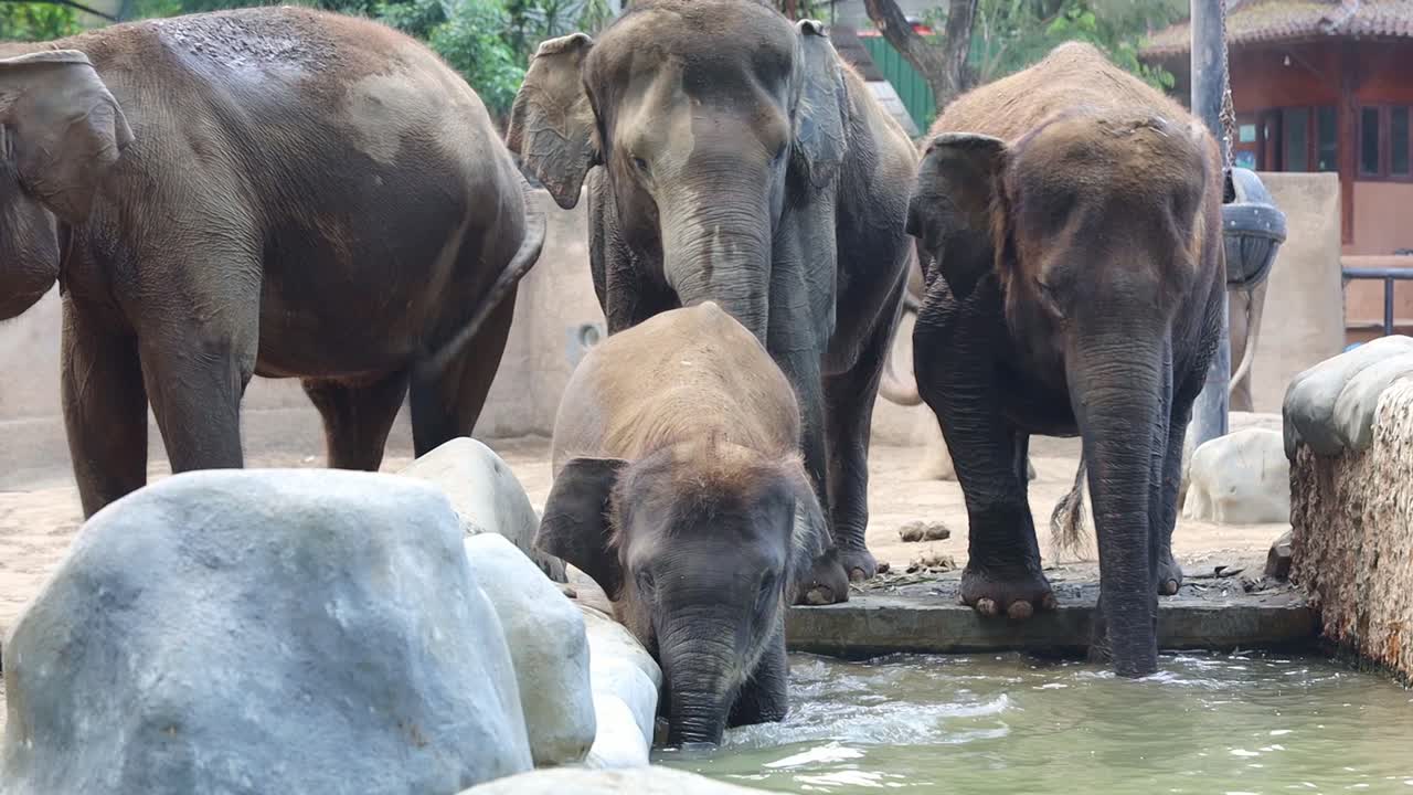Elephants Drinking at the Zoo