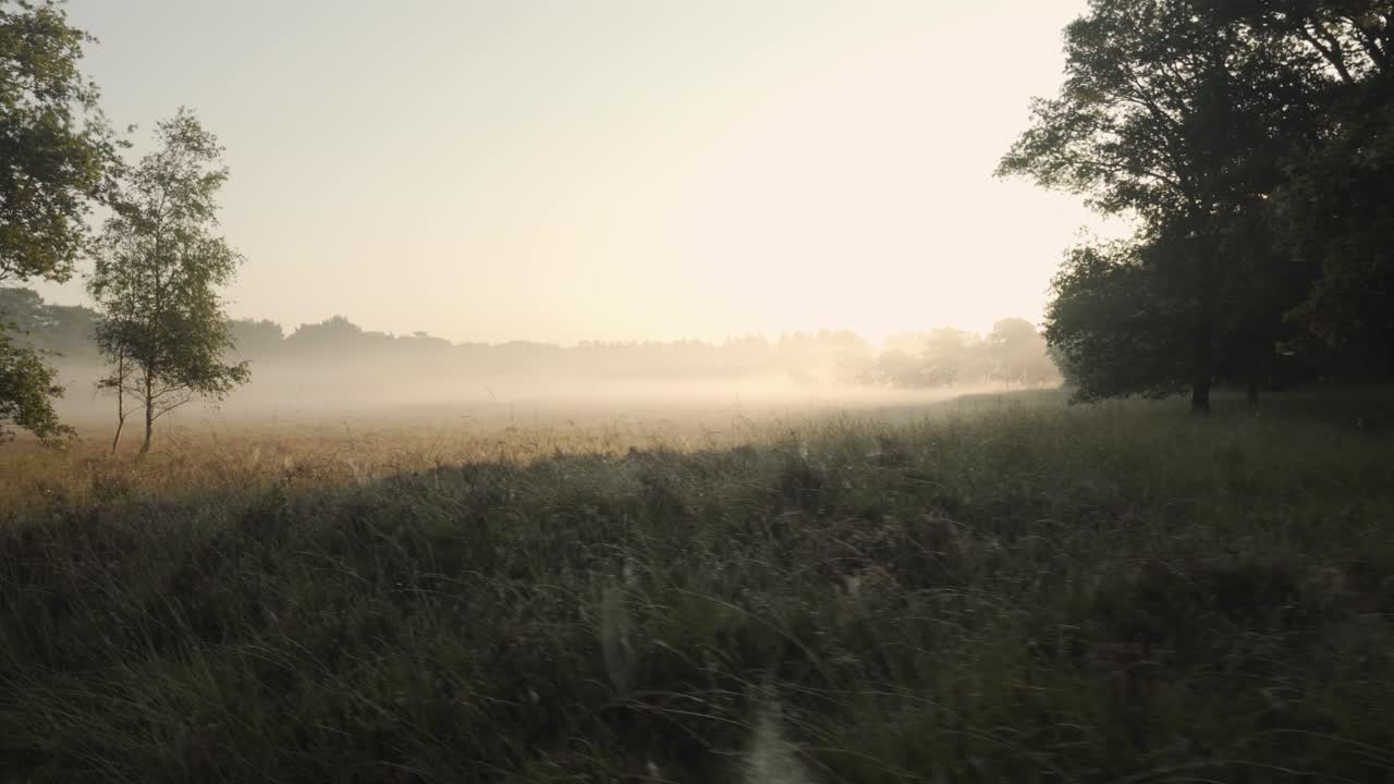 잔디 위 의 안개 가 가득 한 해가 뜨는 것