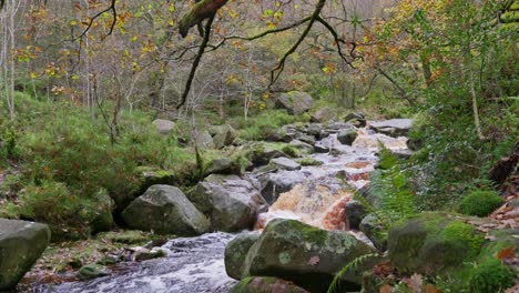 Ein-Friedlicher-Und-Ruhiger-Herbst-Winter-Wald,-Ein-Langsamer-Bach,-Goldene-Eichen-Und-Abgefallenes-Laub-In-Der-Ruhigen-Landschaft