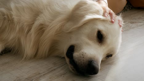 kid pets dog while retriever lying on floor indoor, cropped