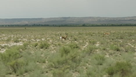 Goitered-gazelle-antelope-trotting-in-bushy-Vashlovani-steppe,-Georgia