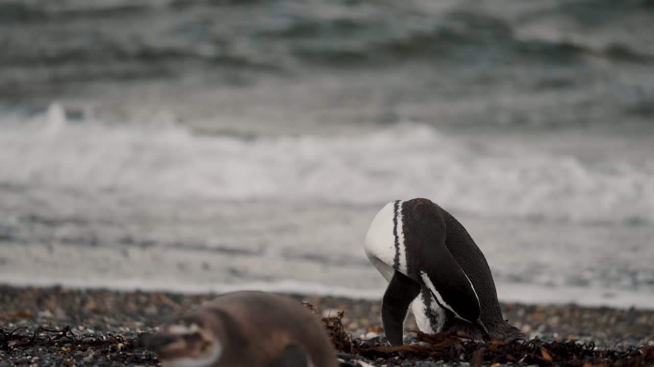 el pingüino de magallanes se limpia y se limpia con su pico en la isla martillo, tierra del fuego, argentina.