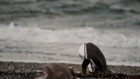 Magellanic-Penguin-Cleaning-And-Grooming-Itself-With-Its-Beak-In-Isla-Martillo,-Tierra-del-Fuego,-Argentina---Wide-Shot