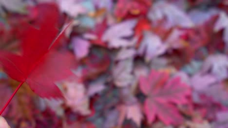 4k-Stock-Footage-Video-Einer-Hand,-Die-Ein-Einzelnes-Rotes-Ahornblatt-über-Einem-Hintergrund-Aus-Abgefallenen-Blättern-Dreht